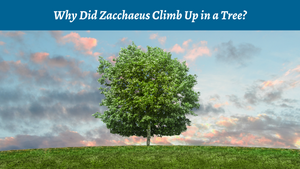 Why Did Zacchaeus Climb Up in a Tree?