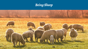 Being Sheep