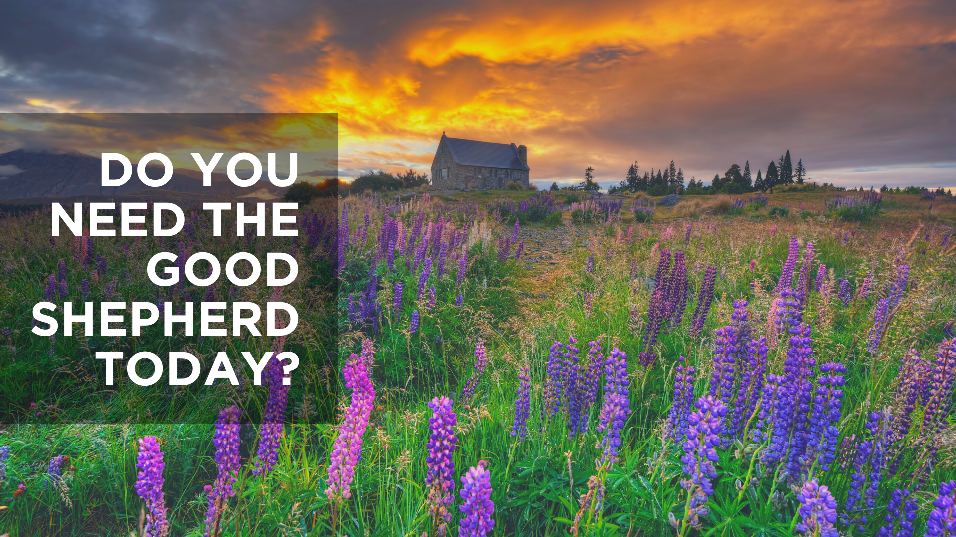 Do You Need the Good Shepherd Today?