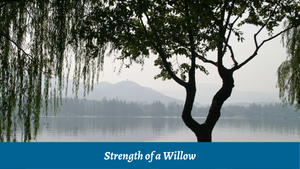 Strength of a Willow