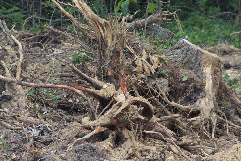 Grounded in Eternity: Three Simple Reasons Why Intentional Structure Equips Children to Understand Christ.